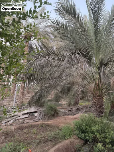 مزرعه للبيع مع منازل 3