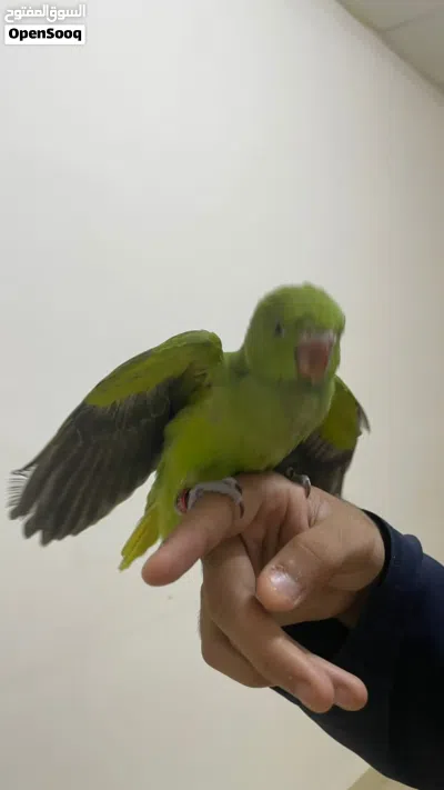 فرخ ببغاء دره للبيع 3
