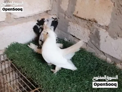 كوبيا روسي مدحية ماشاء الله تبارك الله لاقوة الا بالله 4