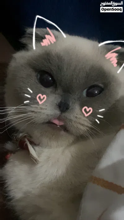 بسة سكوتش فولد للبيع 2