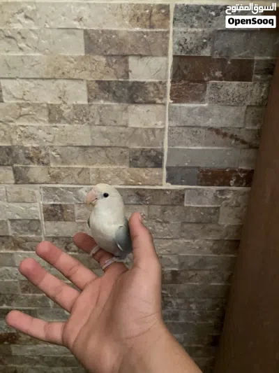 بيغاء روز هدد للبيع 3