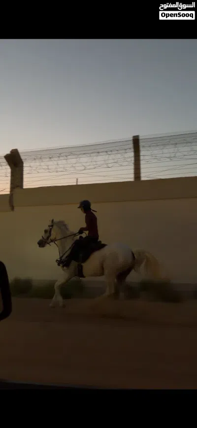 خيل خصي للبيع 2