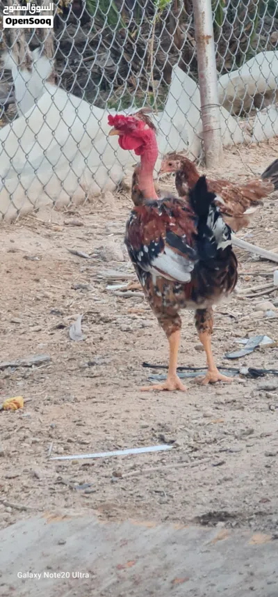 ديوكه عرب فول نقشات 4
