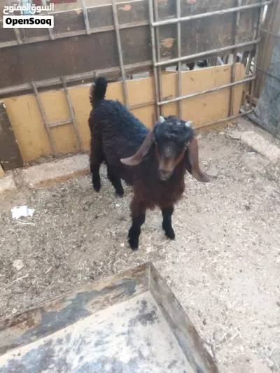 سخله للبيع 3