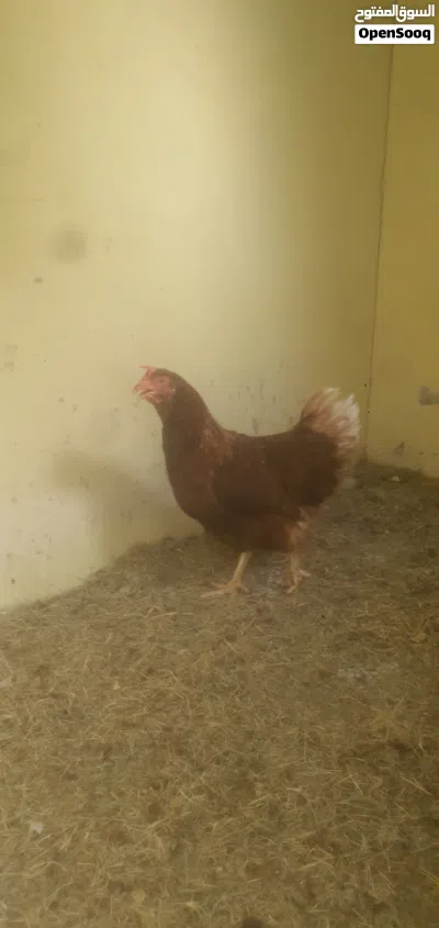 دجاج البياض الأحمر 4
