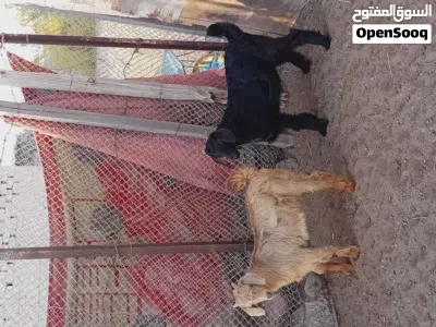 *نوع الحلال: تيوسه *العدد:2 *العمر:ثلاث اشهر إلى اربع *الصحه:ممتاز *الأسنان:ممتازه *السمن:طيب 4