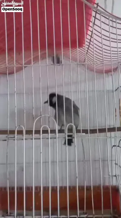 بلبل اليف للبيع 3