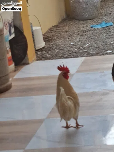 ديك ودجاجه حبحب ودجاجه عاديه مع خمسه فروخ بياض 4