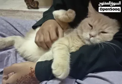 ليلك سكوتش مكس بيكي فيس 2