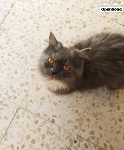 للبيع ال4 قطط مع بعضهم مع كامل اغراضهم 2