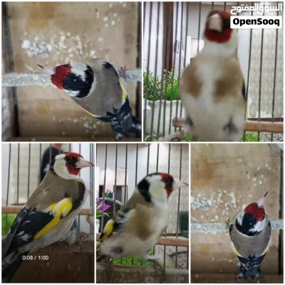 undefined 3
