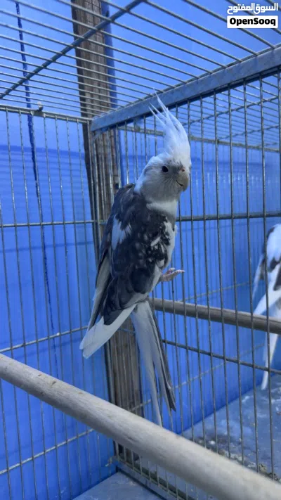 ذكو وايت فيس حار جاهز للانتاج 2