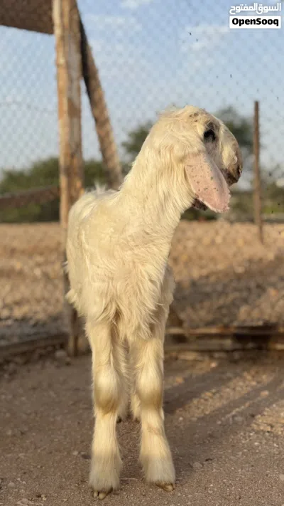 كبش نجدي اصل مشروع فحل 3