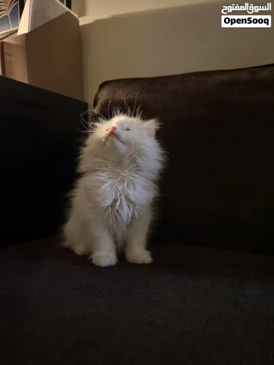 Shiriazy Kittens 3