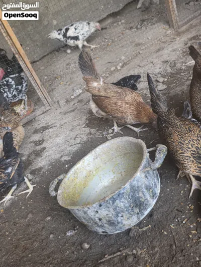 دجاج عرب شمسي خط اول 2