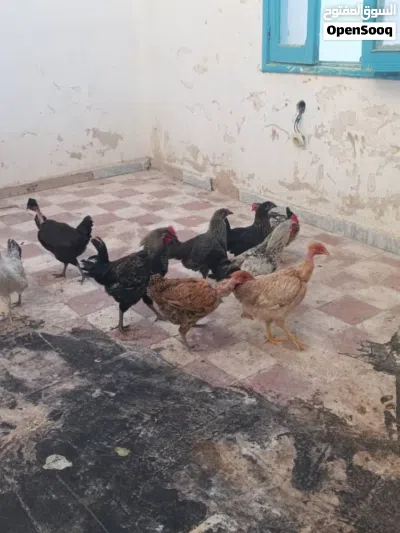 دجاج للبيع سبع دججاجات وزوز فراريج بسم الله تبارك الله 2