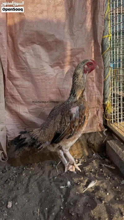 دجاجه بكستانيه منتجه 4