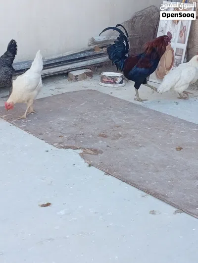 3 دجاجات وديك 4