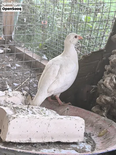 طيور نادرة الفزن و الدجاج و السمان و الحجل و الببغاوات. فصائل و أنواع مختلفة و نادرة(قابل للتفاوض) 3