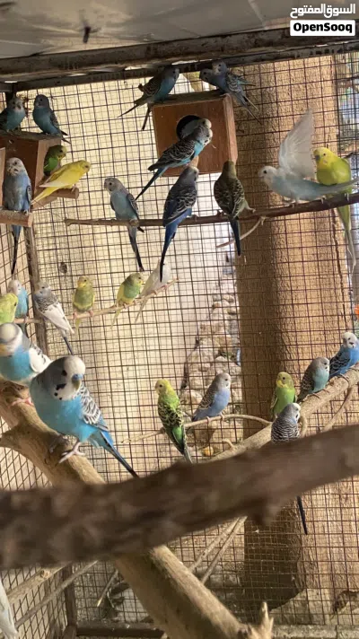 طيور بادجي بالجمله للبيع 2