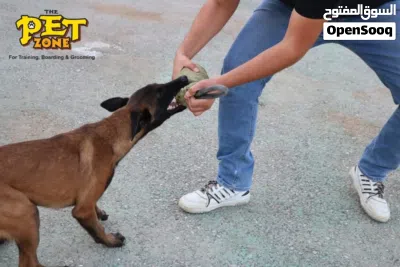 ذكور واناث بلجم مالينو للحراسه مستوى عالي 3