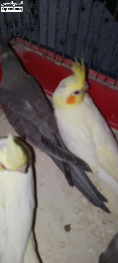 عصافير كوكتير بدي ابيع ثلات 4