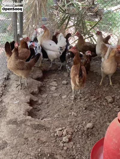 دجاج عماني بياض 2