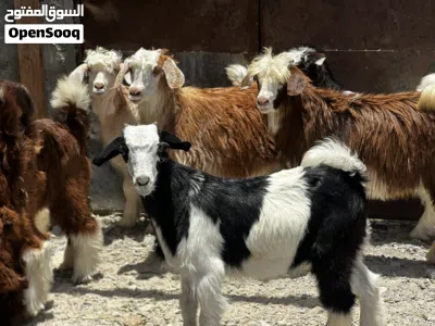 جدايه و سخلات ماشاءالله 3