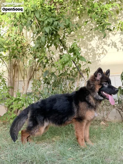 كلب جيرمن شيبرد لونج هير 4