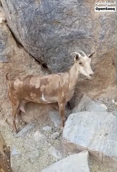 نوادر صلالي 3