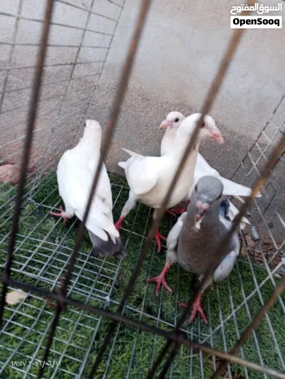 متاح 4 فراخ و طيره هزاز للبيع 2