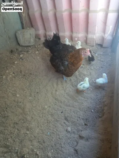 دجاجة تحتها 7 عمرهم اسبوع 4