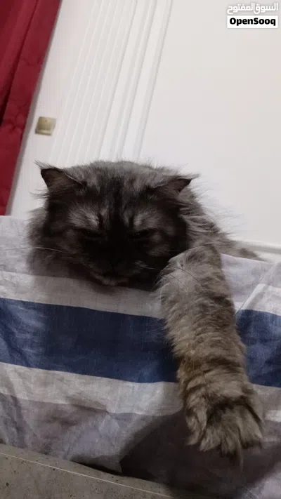 MIXED Persian Female Cat 2 Years Old Vaccinated Friendly & Healthy 2