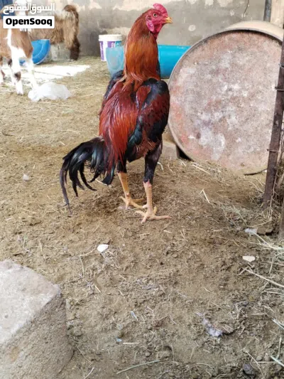 ديك باكستاني عمره تقريبا سنه معي من يوم صغير 3