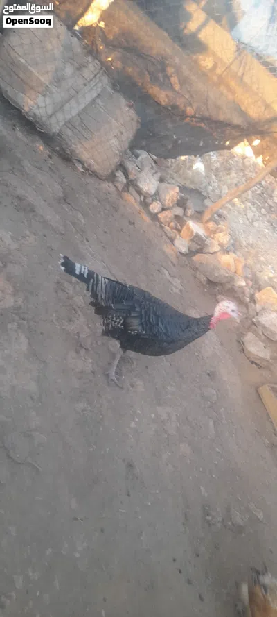 undefined 2