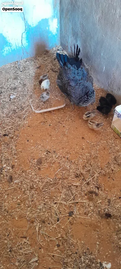 دجاجة مفلس ربي يبارك تحتاه 6 3