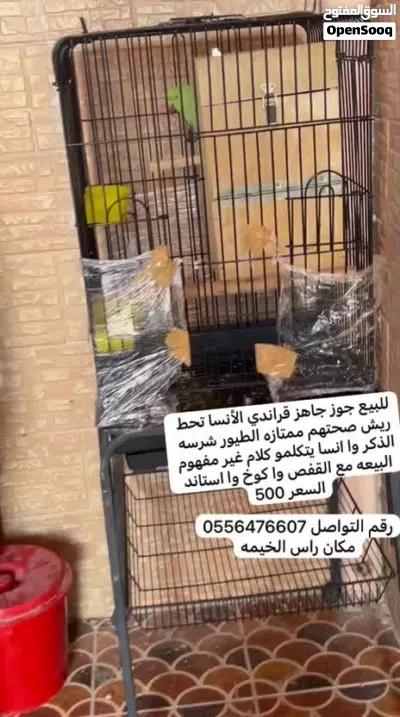 جوز دره جاهز لانتاج الطيور شرسه 4