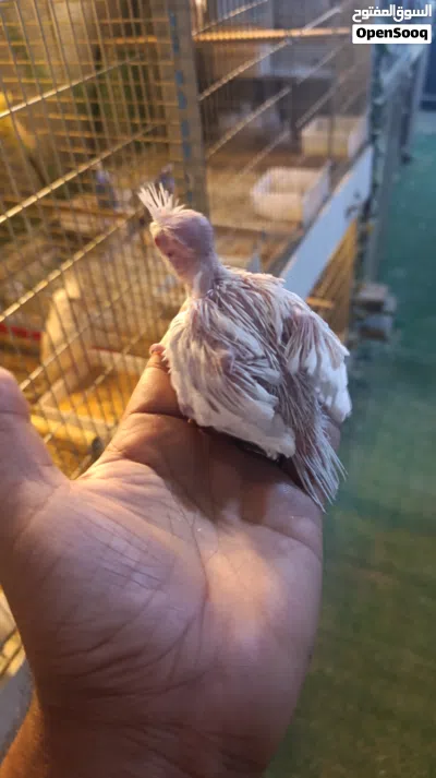 متاح افراخ كوكتيل البينو عيون حمر انتاج عراقي 3