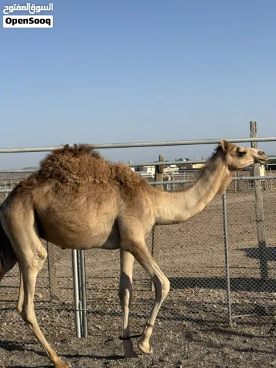 للبيع جعود عماني محلي 3