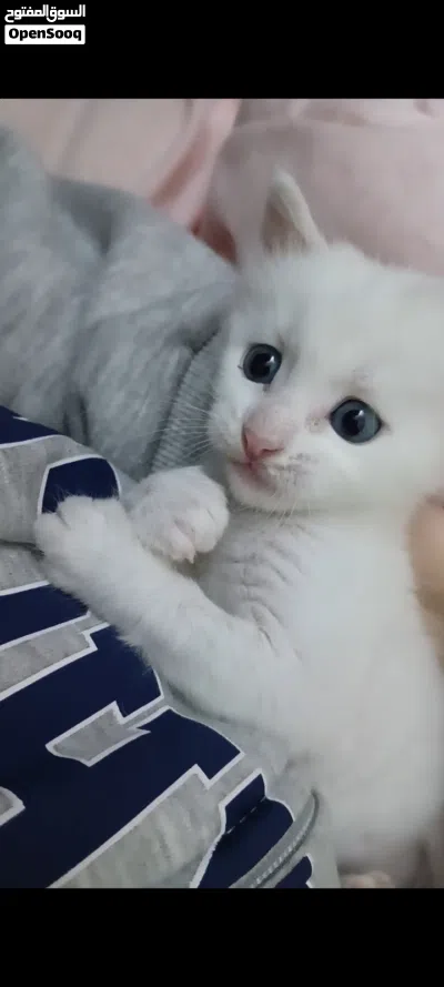 قط للتبني مجانا دبي 3