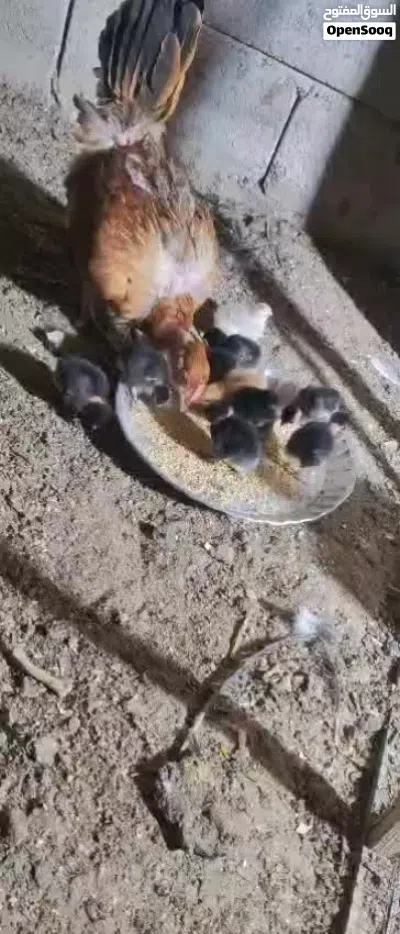 دجاجة ام ركيبة مع أفراخها 3