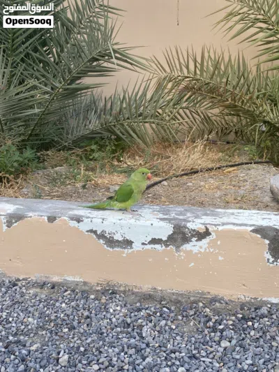 للبيع ببغاء عمانيه 2