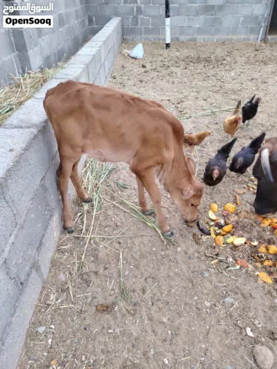 للبيع بقره جيرزي مع بنتها 4