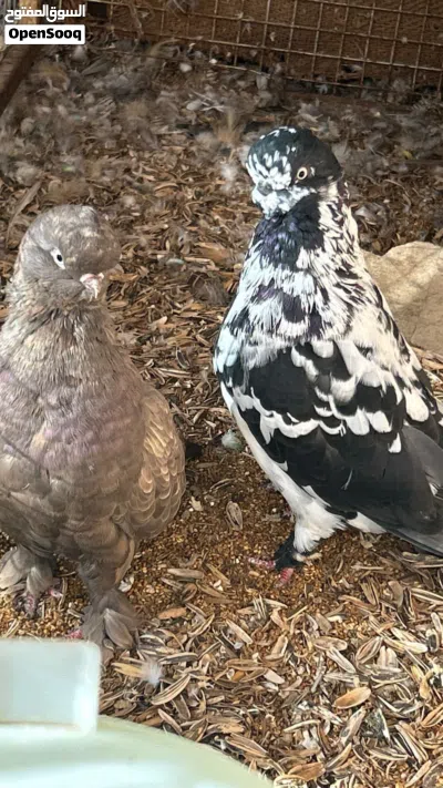 لللبيع ذكر فقط 3