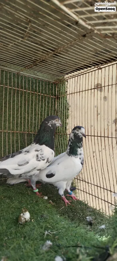 حمام باكستاني ازوووواج واضح في الصوور 3