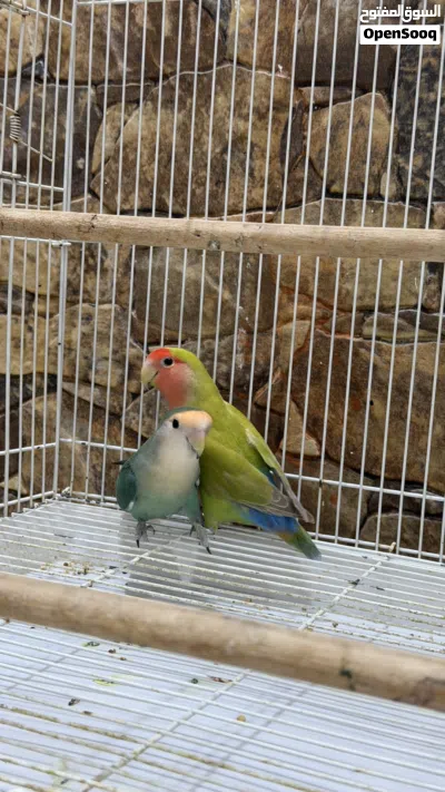 زوج روز الوان جميلة للبيع 4