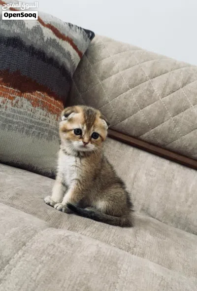 : * قطط سكوتش فولد وسكوتش ستريت جولد عمر شهرين * قطط سكوتش جولد شيدد للبيع عمر شهري 2