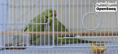 Ring neck parrots 2