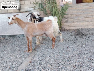 غنم للبيع اقرا الوصف تحت لايفوتك 4
