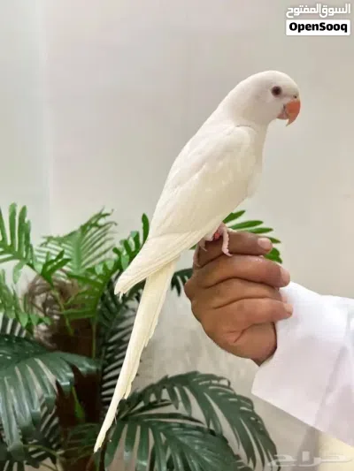 ببغاء أبيض متكلم أليف درة البينو نوادر عرض خاص ولمدة 24 ساعة فقط بمناسبة عيد الأضحى المبارك 3